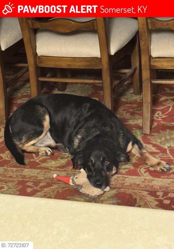 Lost Male Dog last seen Valley station dr, Somerset, KY 42503