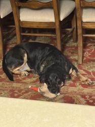 Lost Male Dog last seen Valley station dr, Somerset, KY 42503