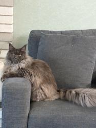 Lost Female Cat last seen Vista Ln., Yakima, WA 98908