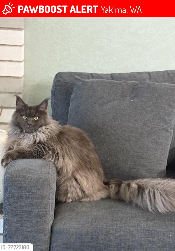 Lost Female Cat last seen Vista Ln., Yakima, WA 98908