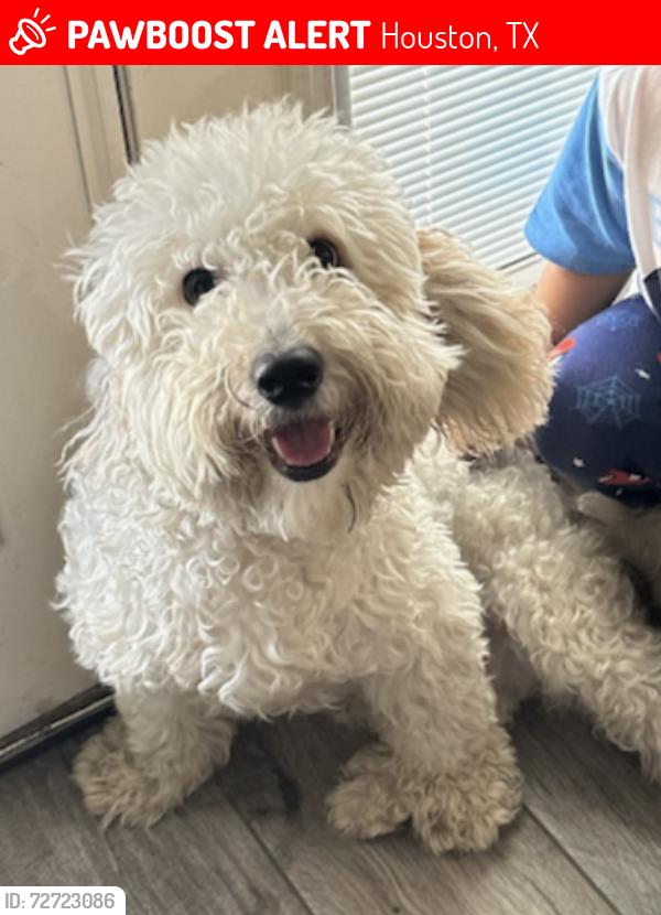Lost Male Dog last seen Klein forest, Houston, TX 77073