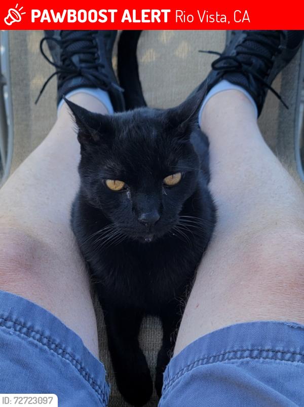 Lost Male Cat last seen 3rd & 4th Street , Rio Vista, CA 94571