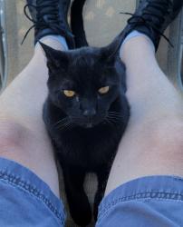 Lost Male Cat last seen 3rd & 4th Street , Rio Vista, CA 94571