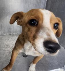 Shelter Stray Female Dog last seen Near BLOCK ESSEX, San Antonio, TX 78227