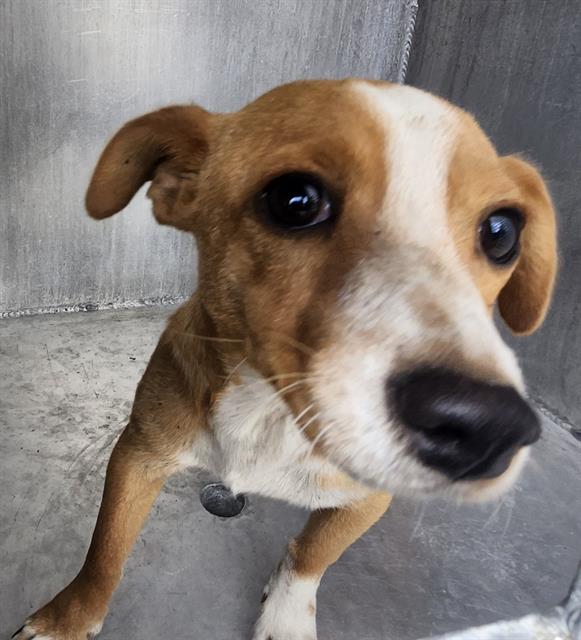 Shelter Stray Female Dog last seen Near BLOCK ESSEX, San Antonio, TX 78227