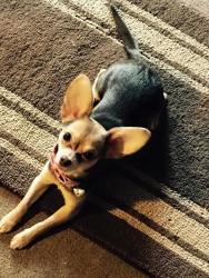 Lost Female Dog last seen Southwestern avenue and Southwest 21st Oklahoma City, Oklahoma City, OK 73109