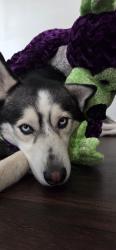 Found/Stray Male Dog last seen Ingram and culebra, San Antonio, TX 78238