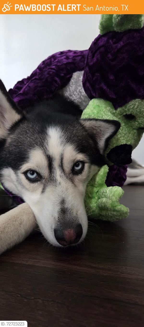 Found/Stray Male Dog last seen Ingram and culebra, San Antonio, TX 78238
