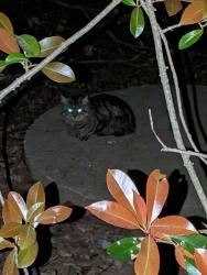 Found/Stray Unknown Cat last seen Woodlands cndmnium Complex, Norcross, GA 30092