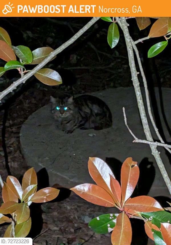 Found/Stray Unknown Cat last seen Woodlands cndmnium Complex, Norcross, GA 30092