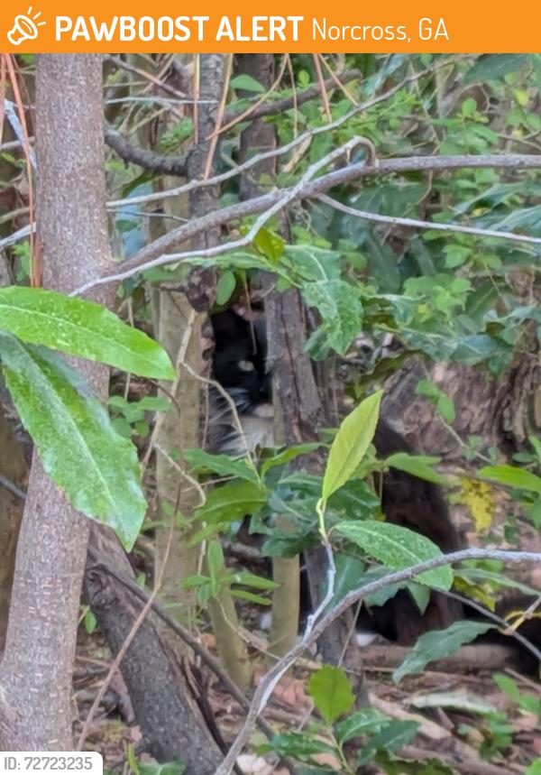 Found/Stray Unknown Cat last seen Woodlands cndmnium Complex, Norcross, GA 30092