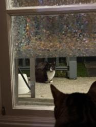 Found/Stray Unknown Cat last seen Jenkins St, Bellingham, WA 98225