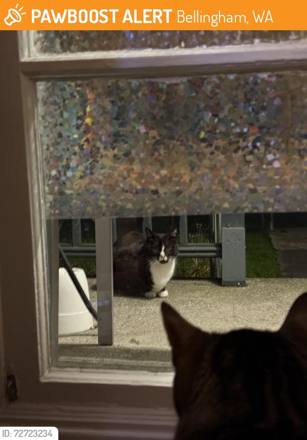 Found/Stray Unknown Cat last seen Jenkins St, Bellingham, WA 98225