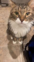 Lost Male Cat last seen Dunn Loring Park, Vienna, VA 22180