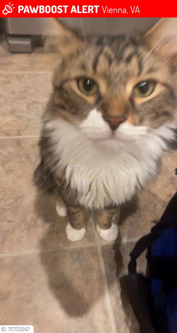 Lost Male Cat last seen Dunn Loring Park, Vienna, VA 22180