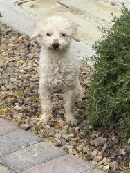 Found/Stray Male Dog last seen Cactus and Erie , Enterprise, NV 89179