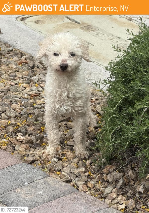 Found/Stray Male Dog last seen Cactus and Erie , Enterprise, NV 89179
