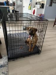 Found/Stray Male Dog last seen H. L. Sudduth Dr., S. Jan Dr, Callaway, FL 32401