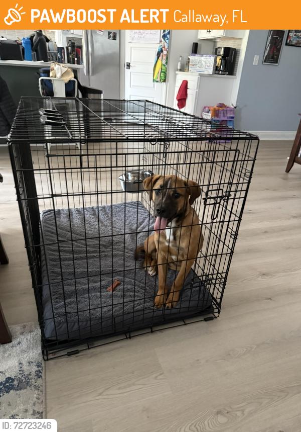Found/Stray Male Dog last seen H. L. Sudduth Dr., S. Jan Dr, Callaway, FL 32401