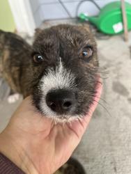Found/Stray Male Dog last seen Houston, Texas, Manville, NJ 08835