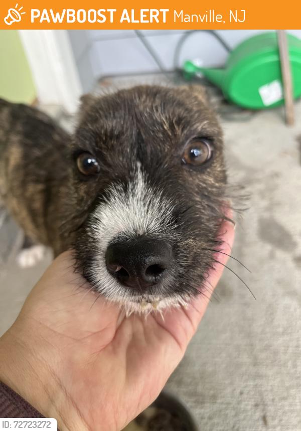 Found/Stray Male Dog last seen Houston, Texas, Manville, NJ 08835