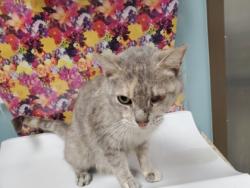 Shelter Stray Female Cat last seen Hudson St, 43608, OH, Maumee, OH 43537