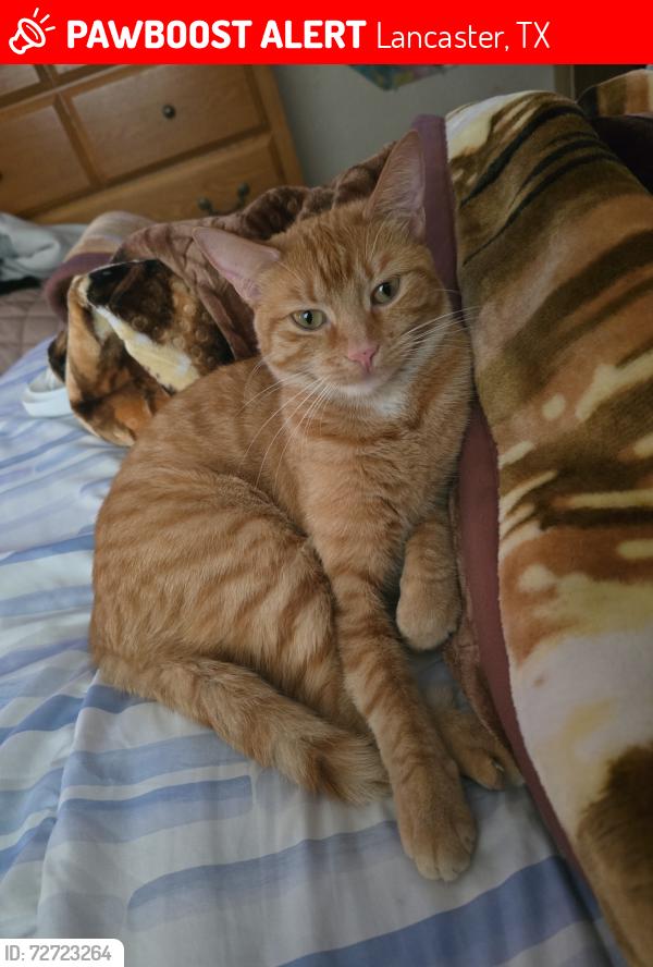 Lost Female Cat last seen Donlee Rd and Irene Ave, Lancaster, TX 75134