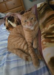 Lost Female Cat last seen Donlee Rd and Irene Ave, Lancaster, TX 75134