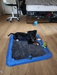 Lost Male Dog last seen Howard ave, Bakersfield, CA 93308