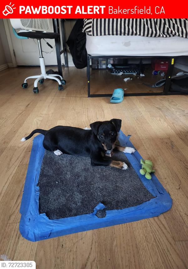 Lost Male Dog last seen Howard ave, Bakersfield, CA 93308