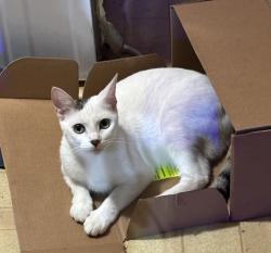 Lost Female Cat last seen Trudy st and quail roost dr Inverness fl , Inverness, FL 34453