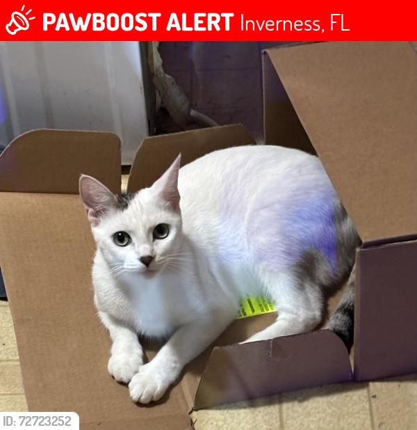 Lost Female Cat last seen Trudy st and quail roost dr Inverness fl , Inverness, FL 34453