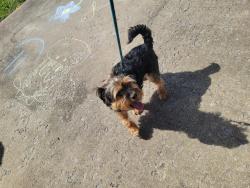 Found/Stray Male Dog last seen Whitt ln, Clarksville, TN 37042