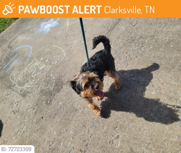 Found/Stray Male Dog last seen Whitt ln, Clarksville, TN 37042