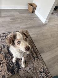 Found/Stray Male Dog last seen Butler college, Rocky Ripple, IN 46220