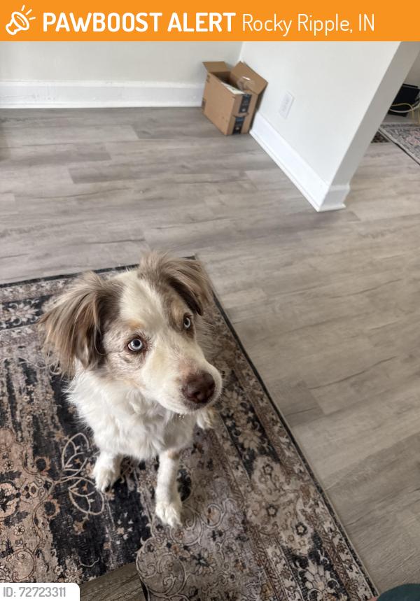 Found/Stray Male Dog last seen Butler college, Rocky Ripple, IN 46220