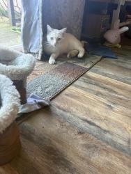 Lost Female Cat last seen 62nd and 34th , Vancouver, WA 98661