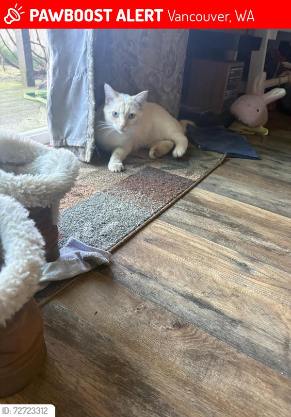 Lost Female Cat last seen 62nd and 34th , Vancouver, WA 98661