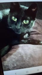 Lost Male Cat last seen Stapleton , Antioch, CA 94509