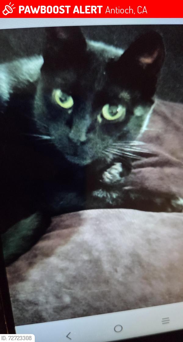 Lost Male Cat last seen Stapleton , Antioch, CA 94509