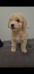 Lost Female Dog last seen Kiest and penland, Dallas, TX 75224