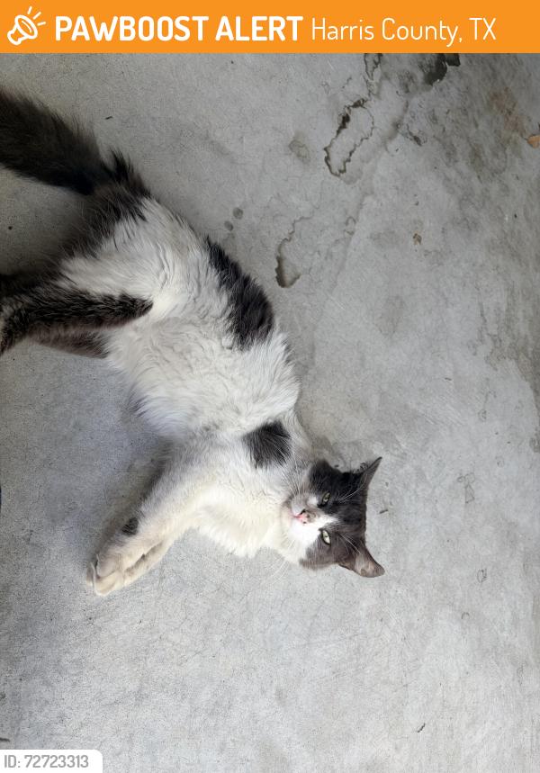 Found/Stray Female Cat last seen Amelia Plantation, Harris County, TX 77449