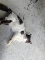 Found/Stray Female Cat last seen Amelia Plantation, Harris County, TX 77449