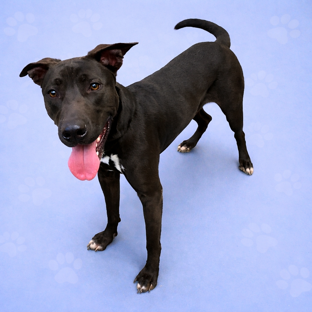 Shelter Stray Male Dog last seen , Memphis, TN 38133