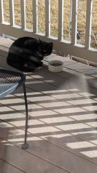 Found/Stray Unknown Cat last seen Bramberger & 820 East, American Fork, UT, American Fork, UT 84003