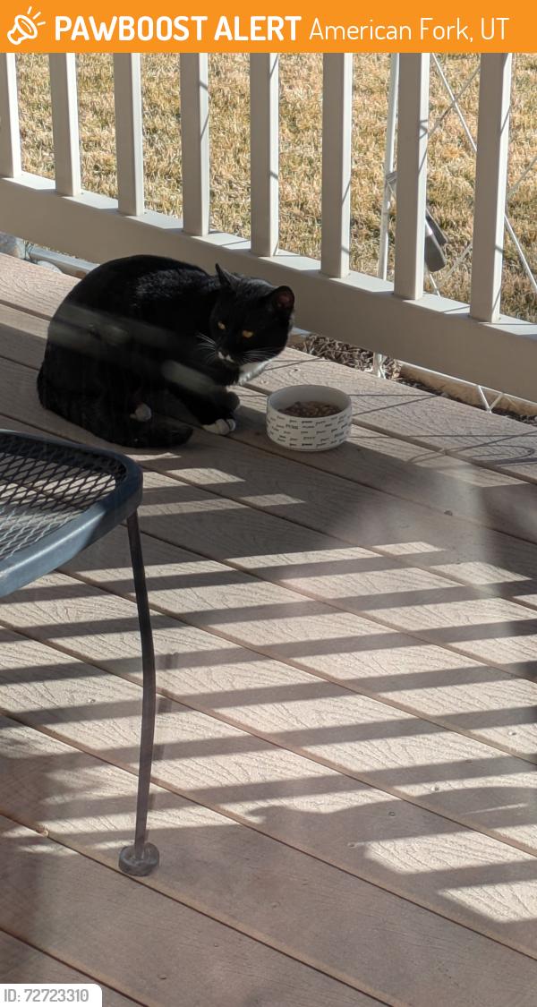 Found/Stray Unknown Cat last seen Bramberger & 820 East, American Fork, UT, American Fork, UT 84003