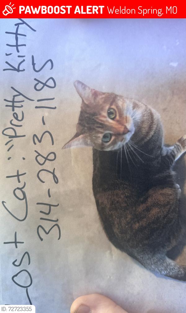 Lost Female Cat last seen Chapter one cndmniums, Weldon Spring, MO 63304