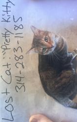 Lost Female Cat last seen Chapter one cndmniums, Weldon Spring, MO 63304
