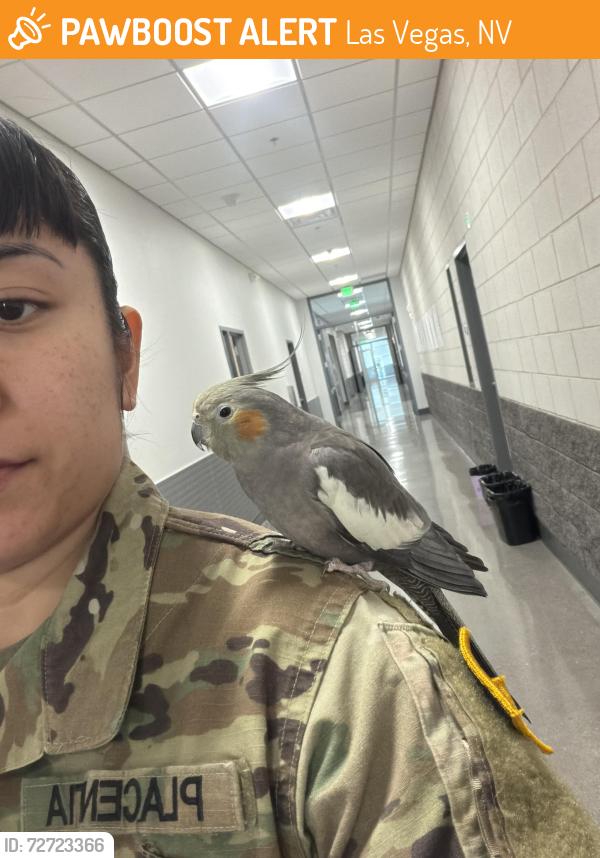 Found/Stray Unknown Bird last seen Las Vegas Motor Speedway, Las Vegas, NV 89115