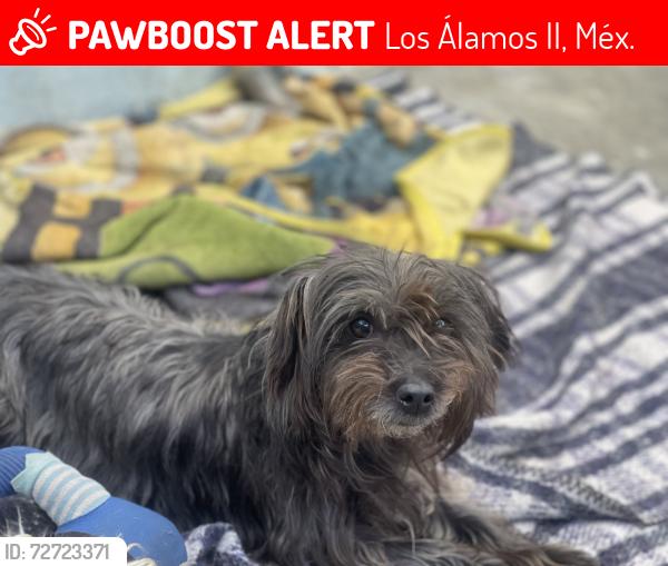 Lost Male Dog last seen Circuito palmitos y oyameles, Los Álamos II, Méx. 54890